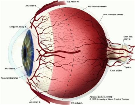 Anatomy of the Uveal Tract | Ento Key