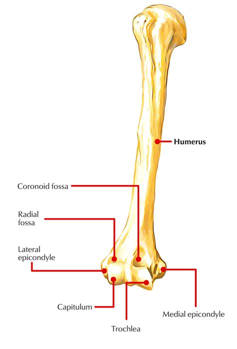 Lateral Epicondyle of Humerus – Earth's Lab