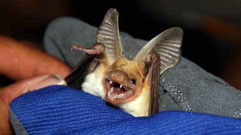 Holy bat sounds! Unusual library will help scientists track bat species ...