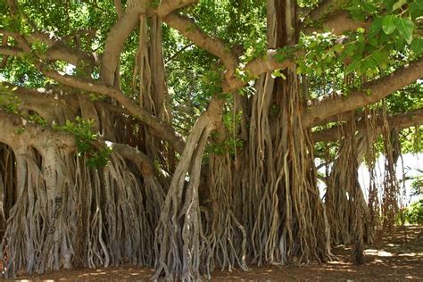 How to Grow the Banyan Tree (Ficus benghalensis)