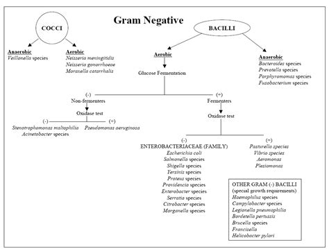 Gram Negative Bacteria Chart