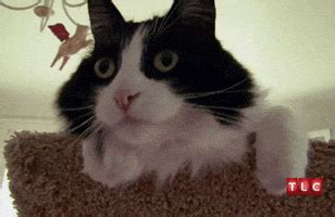 Surprised Cat GIFs - Find & Share on GIPHY