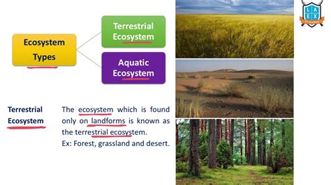 Types Of Terrestrial Ecosystems