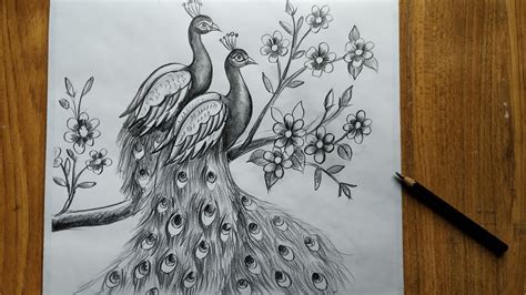 Peacock Drawing Sketch