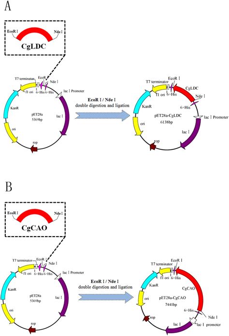 Construction of expression plasmids. (A) Construction of the expression ...