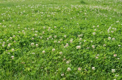 12 Reasons to Plant a Clover Lawn