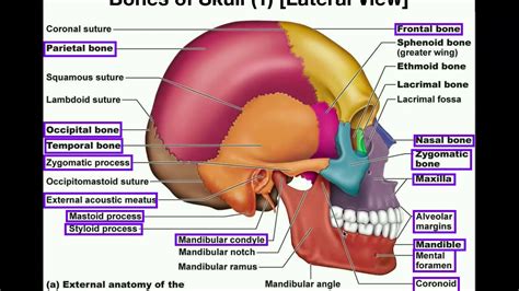 Skeleton Head Anatomy