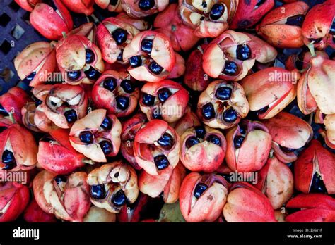 Ackee fruit hi-res stock photography and images - Alamy