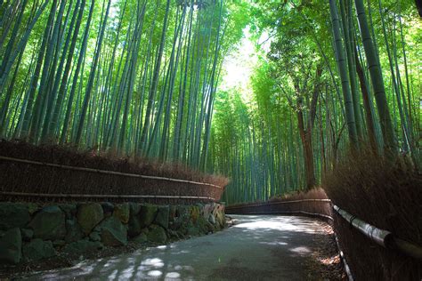 File:Sagano Bamboo forest, Arashiyama, Kyoto.jpg - Wikimedia Commons