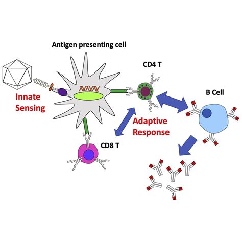 Immune Responses to Viral Gene Therapy Vectors: Molecular Therapy