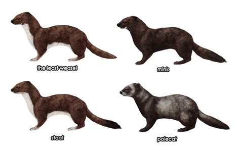 How to Draw Animals: Weasels, Stoats, Minks, Polecats and Ferrets ...