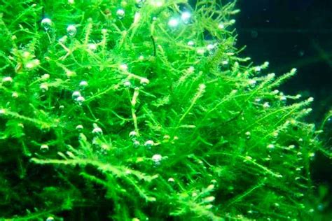 Las 5 Mejores Plantas para Su Tanque de Camarones: Criador de Camarones ...