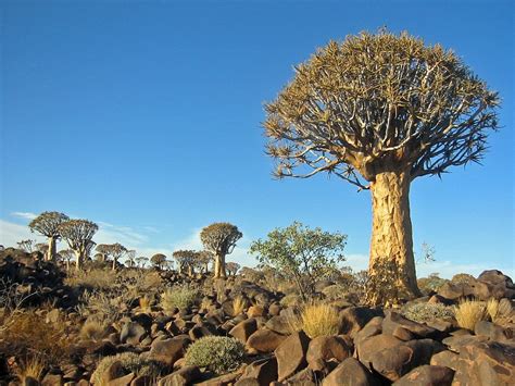 kokerboom - Google Search Unique Plants, Rare Plants, Namibia Desert ...