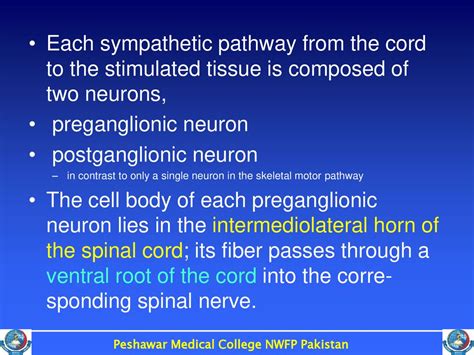 Autonomic Nervous System - ppt download