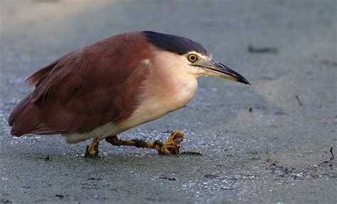 Image 25051 of Nankeen Night-Heron by Tim Van Leeuwen