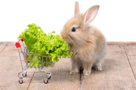 Adorable baby rabbit eating organic lettuce in shopping cart on wooden ...