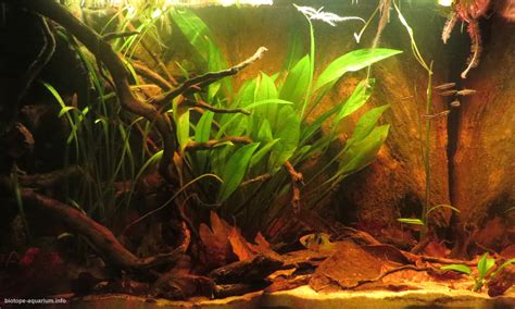 Blackwater Amazon river biotope, 70 L – Biotope Aquarium