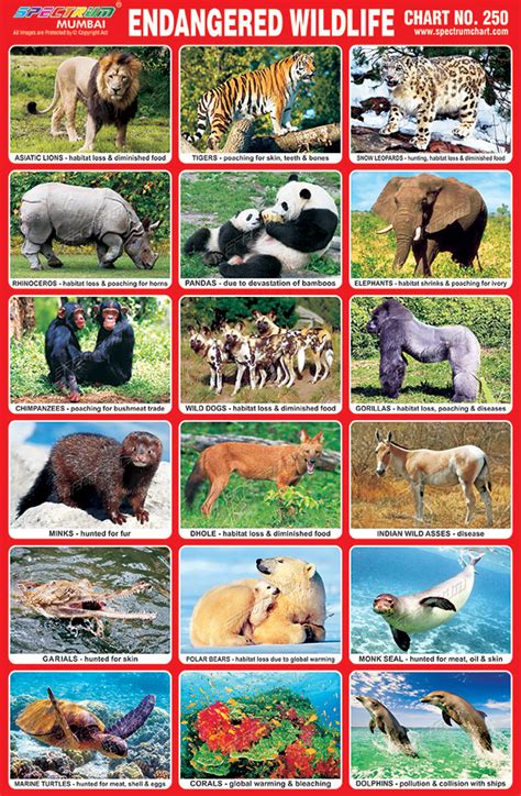 Top 107 + Endangered animals information in india - Lestwinsonline.com