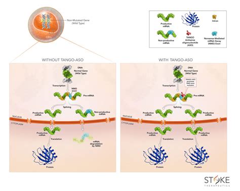 Making medicines out of pre-mRNA splicing modulators - Oligonucleotide ...