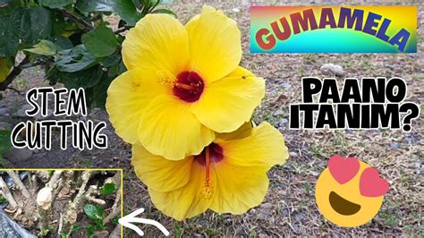 STEM CUTTINGS OF GUMAMELA || PAANO ITANIM? - YouTube