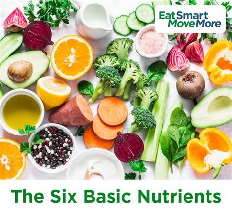 What Are The Six Essential Nutrients For Animals - Hutton Andless00