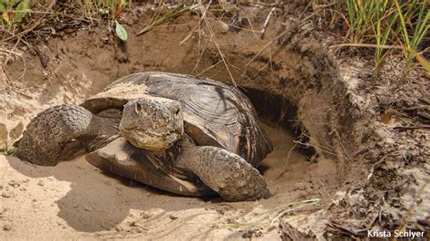 Gopher Tortoises - NWF | Ranger Rick