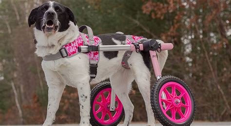 The Best Dog Wheelchair Accessories You Didn’t Know You Need – Home Friends