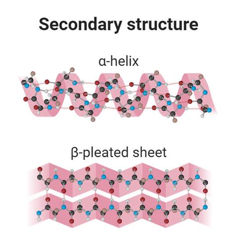 Types of Protein Structure with Diagrams