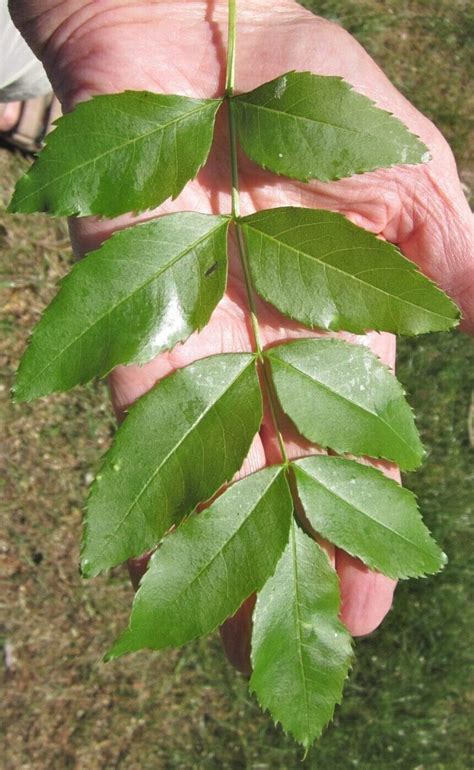 Top Broadleaf trees - twenty Broadleaf trees