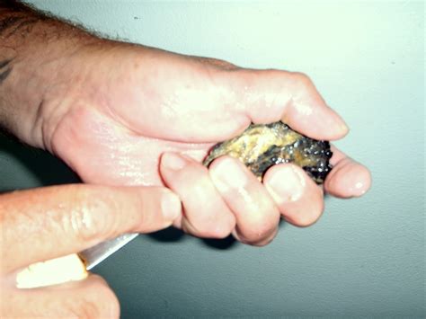 Tips on shucking oysters - HOLBERTS OYSTER FARM