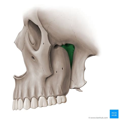 Pterygopalatine ganglion: Anatomy, location and function | Kenhub