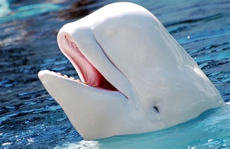 Beluga Whale Images