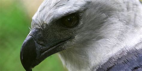 Harpy eagle – one of the largest birds of prey | DinoAnimals.com