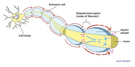 Nodes Of Ranvier Propagation Of Nerve Impulse Along Axon 2 ...