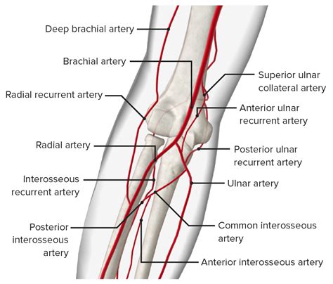 Elbow Joint: Anatomy [+video] - Lecturio Medical