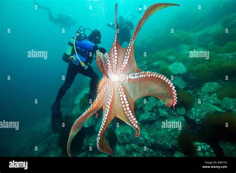 Divers and Giant Pacific Octopus (Enteroctopus dofleini), Sea of Japan ...