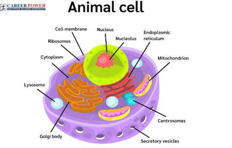 Animal Cell Diagram, Structure, Parts, Definition and Functions