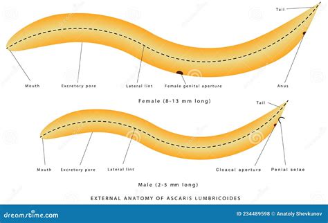 External Anatomy Of Ascaris Lumbricoides Vector Illustration ...