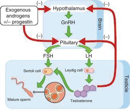 Which hormone controls secretion of oestrogen? toppr.com