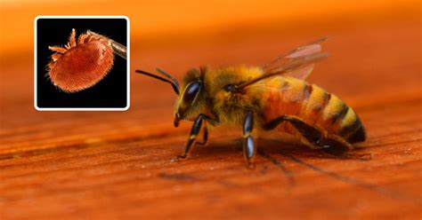 No detection of Varroa found in Victoria, despite parasite seen in ...