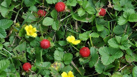 Dr. Dirt: How to stop mock strawberries