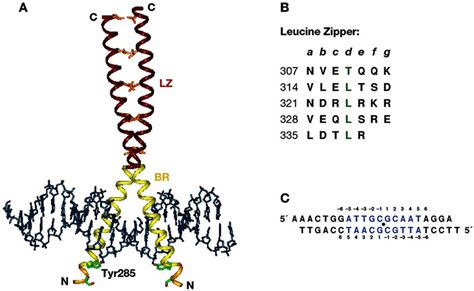 (A) Overall structure of the C/EBP bZIP–DNA complex (PDB code 1NWQ ...