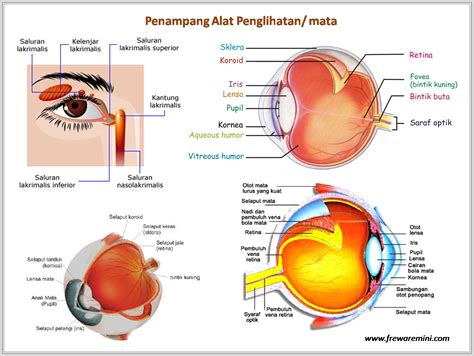 7 Gambar Mata Dan Bagian2Nya Terupdate - Koleksi Siska