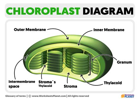 Chloroplast Structure Diagram