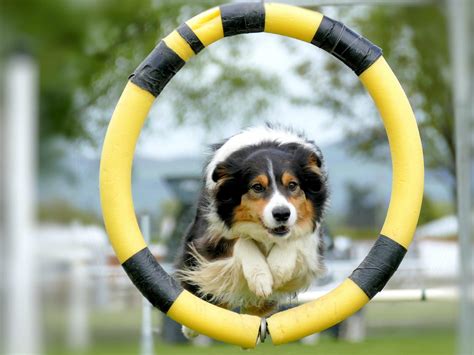 Tips for Starting Agility Training with Your Dog | FirstVet