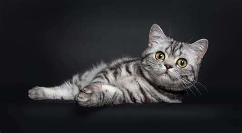 British Shorthair-Tabby Cat Breed - CatPedia