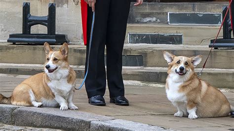 Queen Elizabeth Corgis: Who Will Inherit Her Royal Dogs After Her Death ...