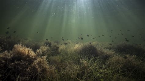 Healthy Seagrass Forms Underwater Meadows That Harbor Diverse Marine ...