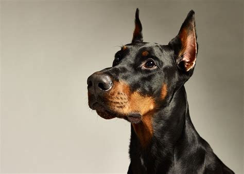 Doberman Showing Teeth