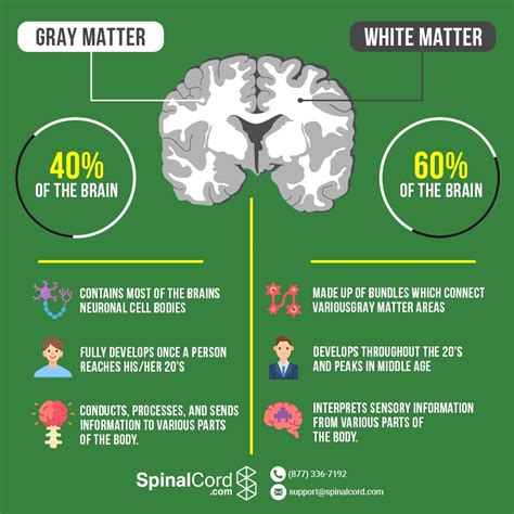 Grey Matter vs White Matter in the Brain